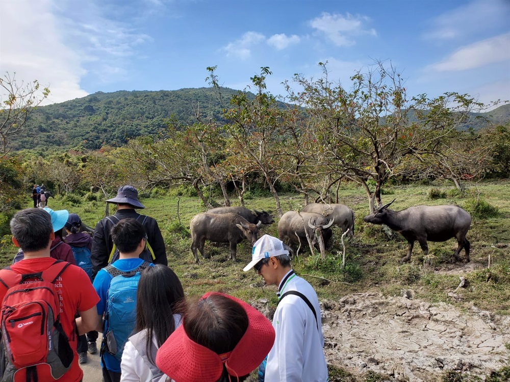 The Sustainable Lantau Office organised two guided eco-tours to Shui Hau during the Biodiversity Festival 2019 to raise public awareness of the eco-system, biodiversity and cultural-historical values of Shui Hau in Lantau.