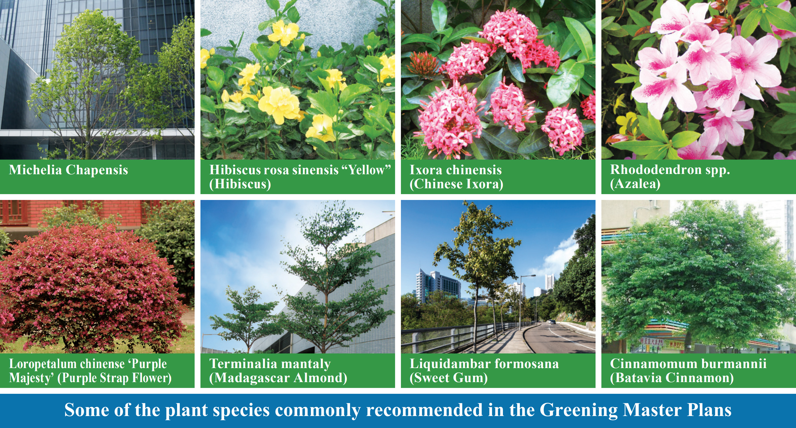 Some of the plant species commonly recommended in the Greening Master Plans