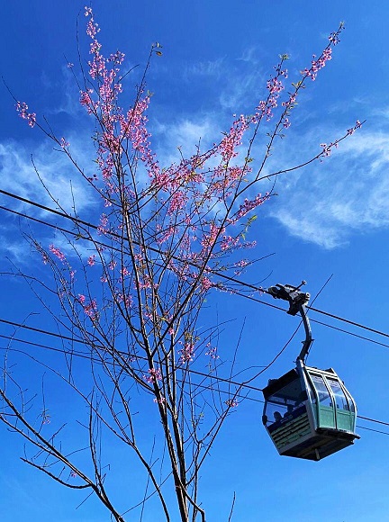 昂坪环境美化工程下种植的樱花树