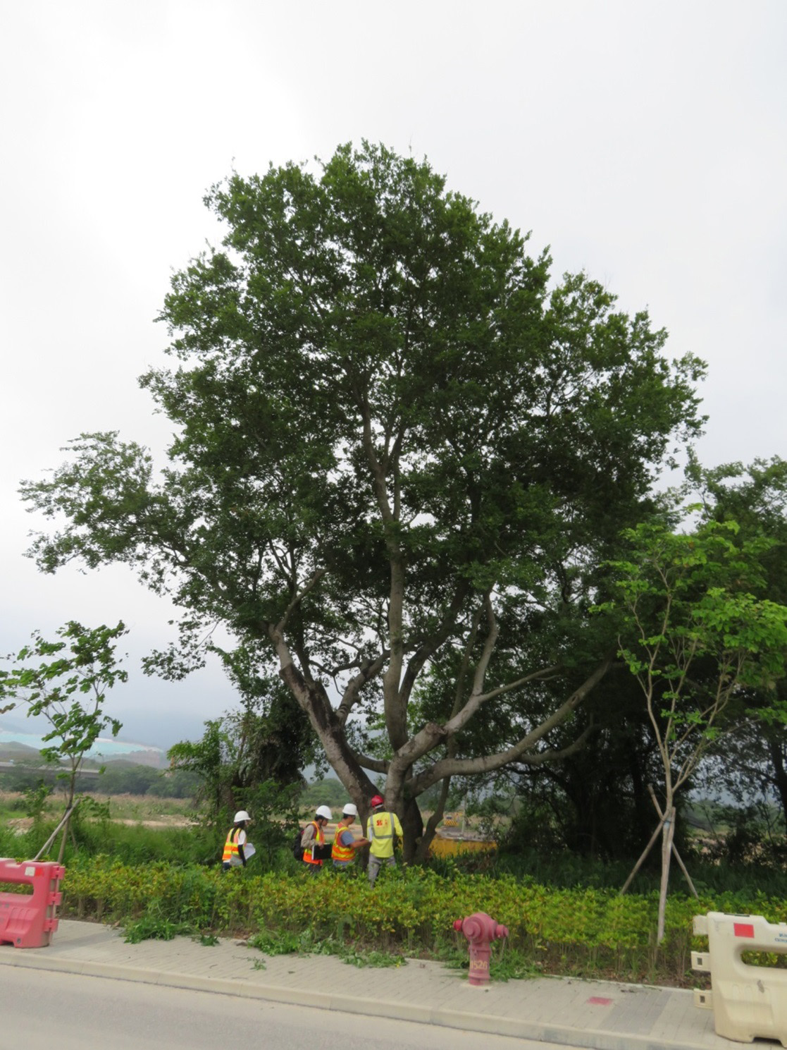 Tree inspections and audits for annual tree risk assessment and management exercise