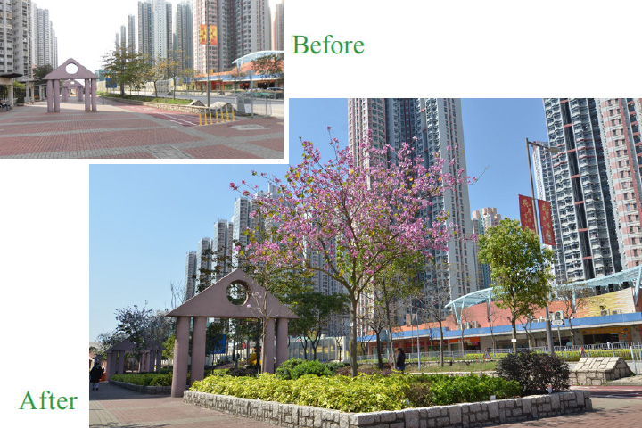 Greening works at Tin Wah Road, Tin Shui Wai