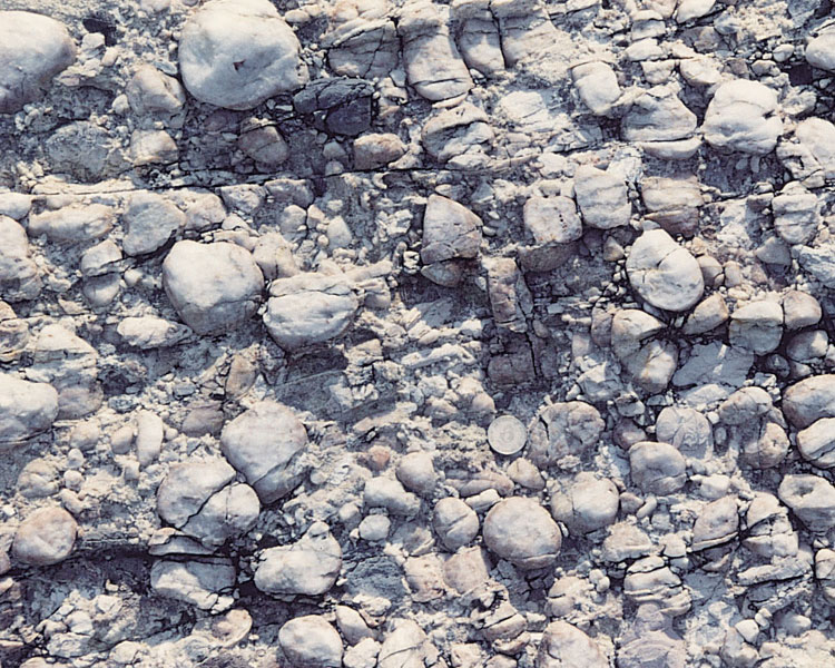 Quartz-pebble conglomerate of the Bluff Head Formation at Fung Wong Wat, Tolo Channel, northeastern New Territories