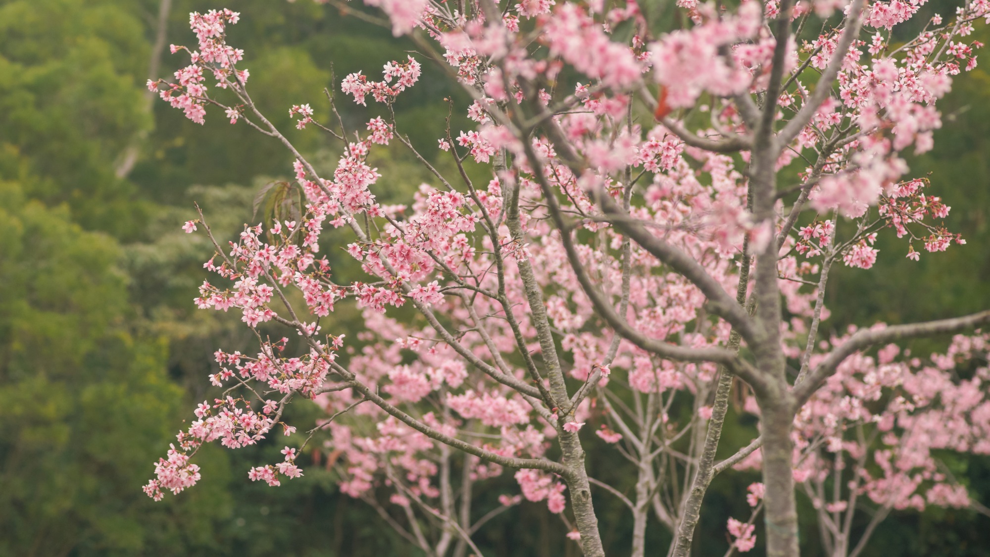 Blooming cherry trees in Ngong Ping in Spring 2023