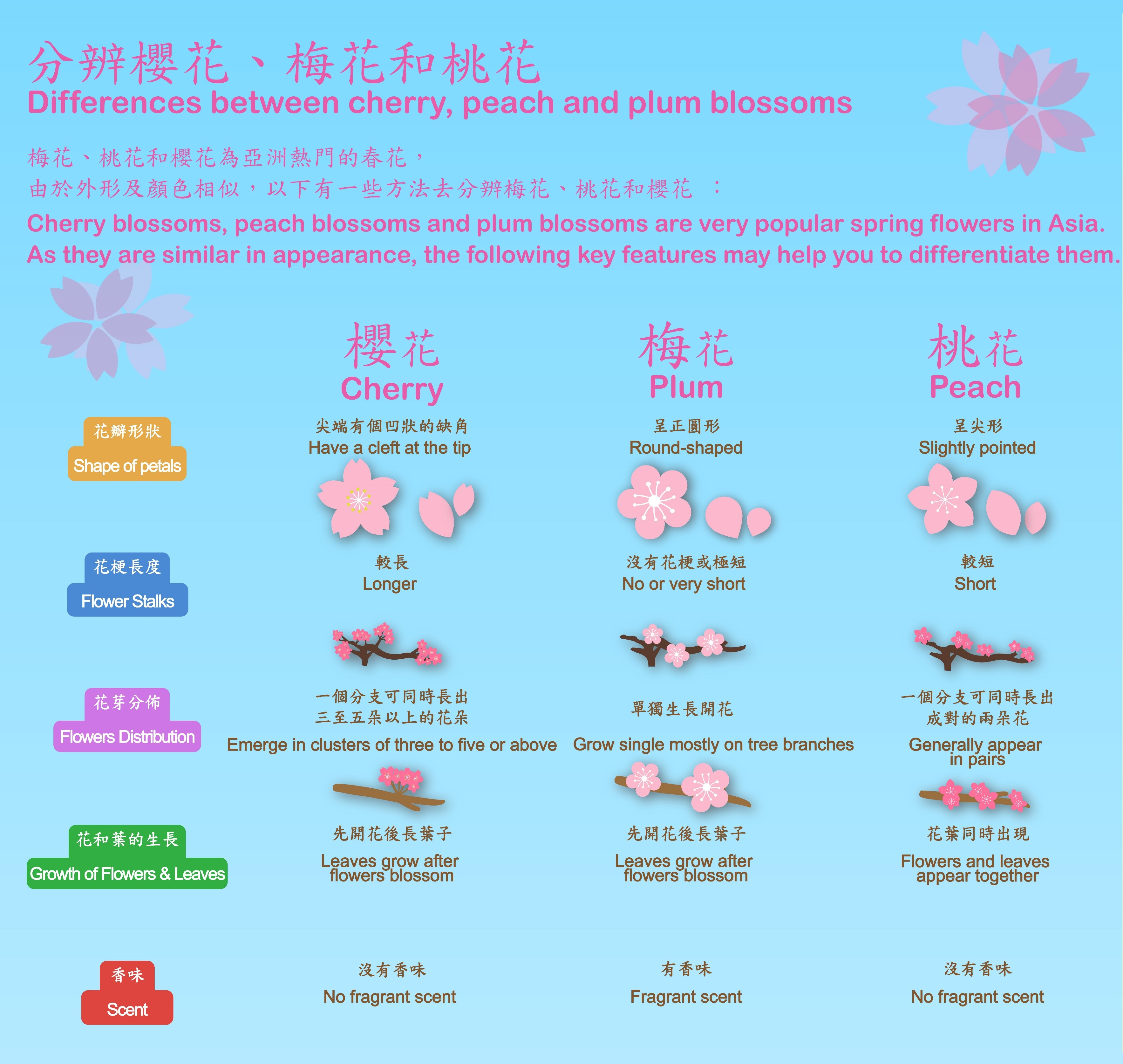 Differences between cherry, peach and plum blossoms