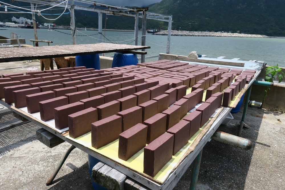 可持續大嶼辦事處為學校舉辦了多個導賞團。學生透過導賞團參觀了大嶼山的歷史建築及自然資源（如大澳棚屋、蝦醬廠及紅樹林等），從而認識大嶼山可持續發展的重要性。